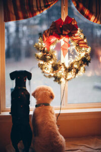 Dogs looking out window with Christmas wreath.