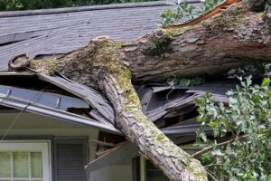 branch collapsed on roof